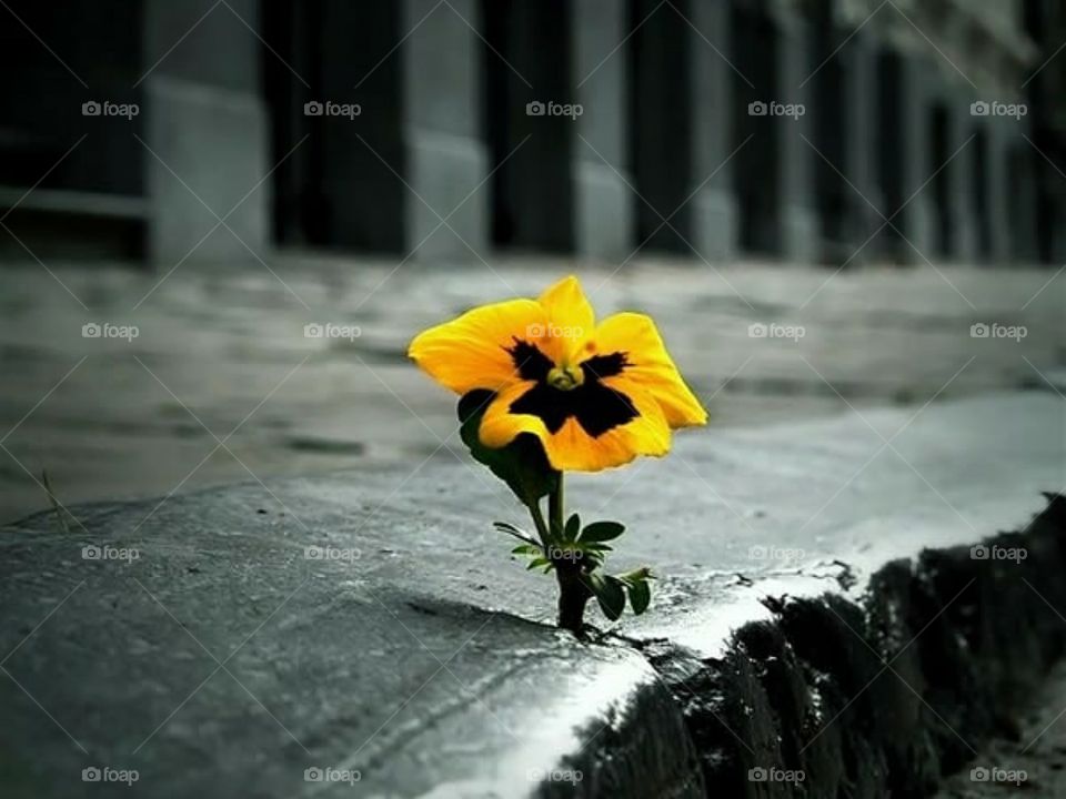 Life From The Cracks