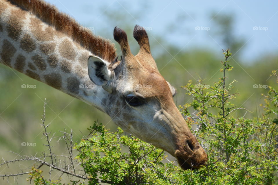 Giraffe  Kruger national park South Africa