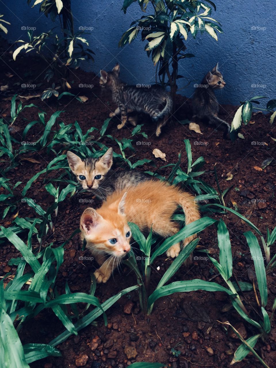 Sly kittens in Goa 2018