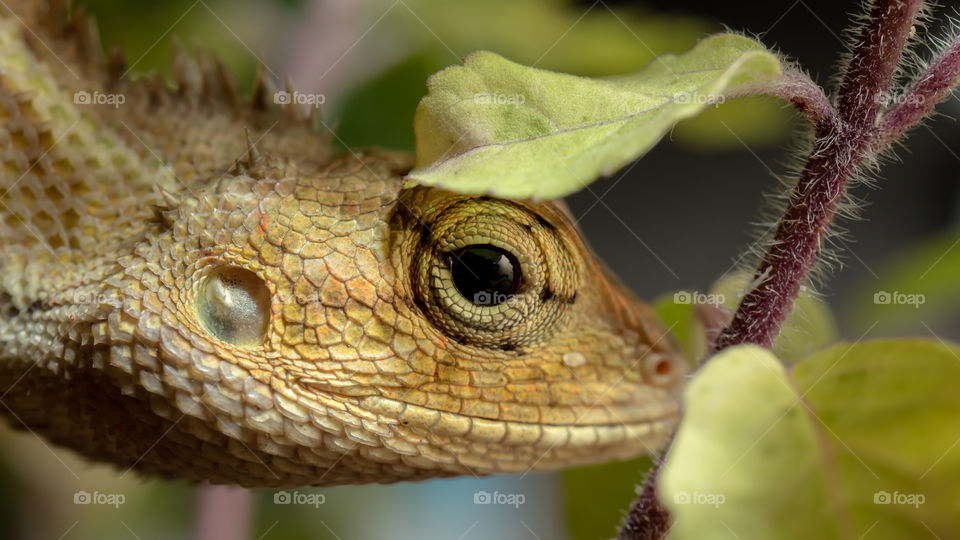 Chameleon lizard