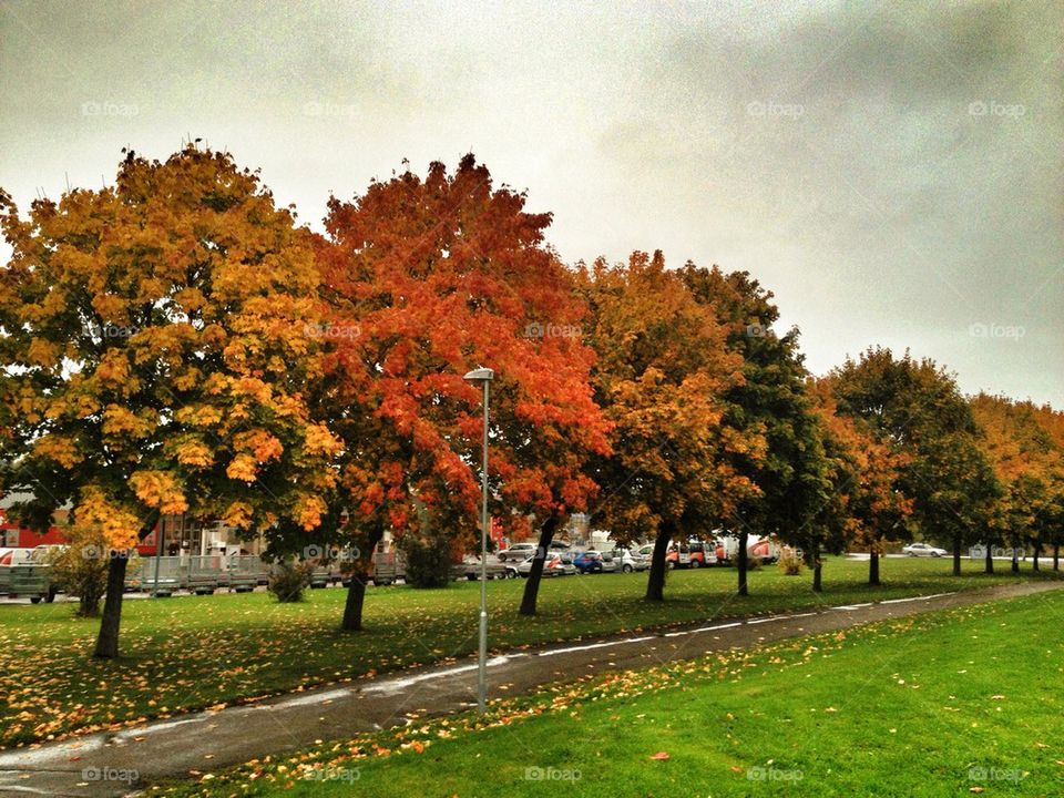 grass colors lamppost trees by lemonique