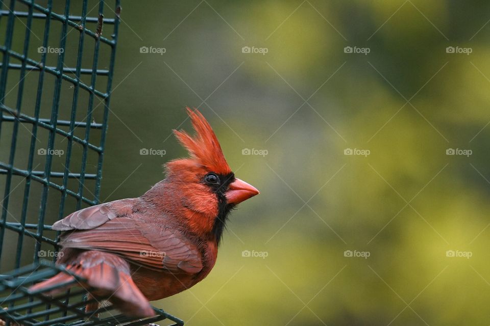 My yard Cardinal