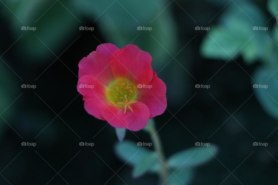 Beautiful Bloom:Barbie's style