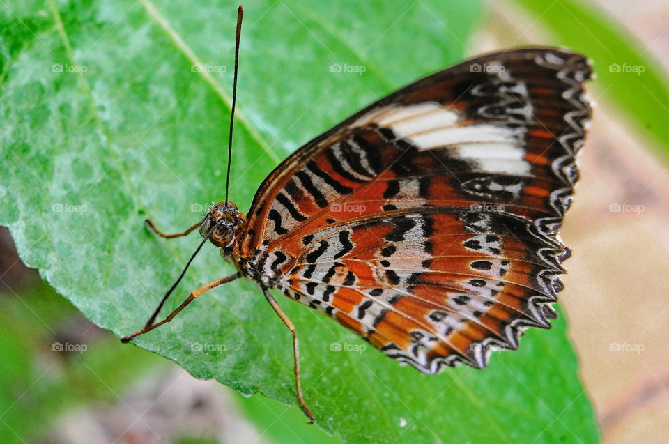 Orange Lacewing Butterfly.