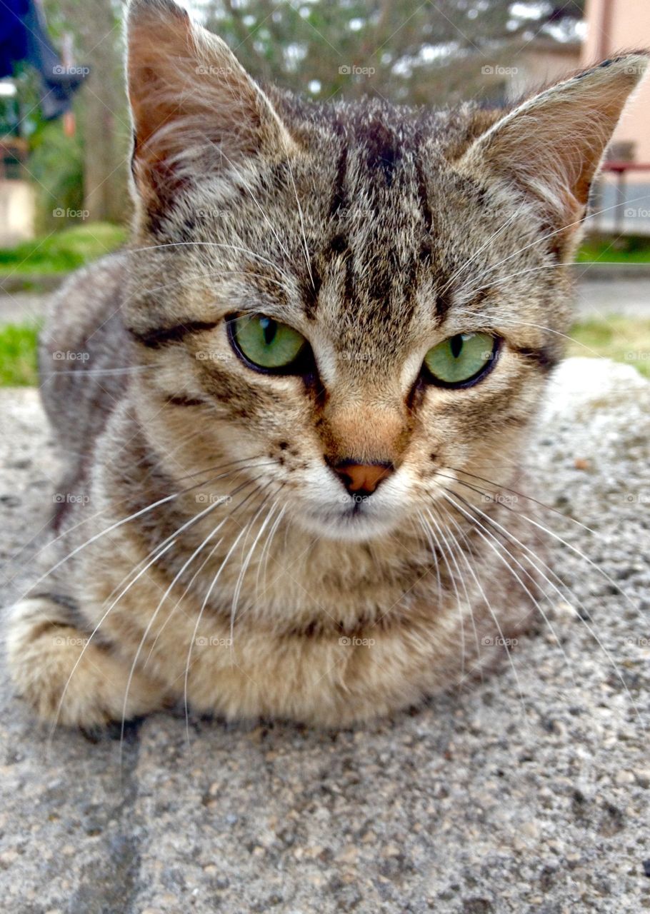 Close-up of cat