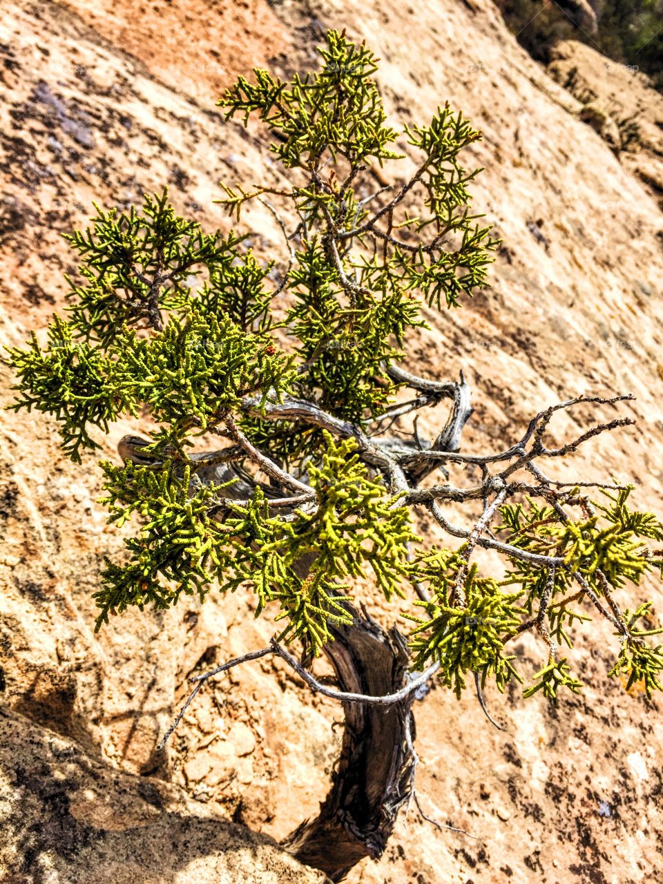 Single tree on mountain