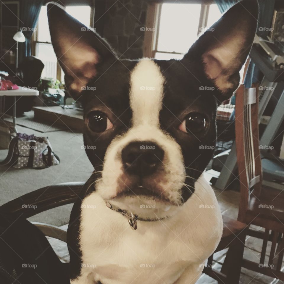 Daisy the Boston Terrier Big Ears Staring