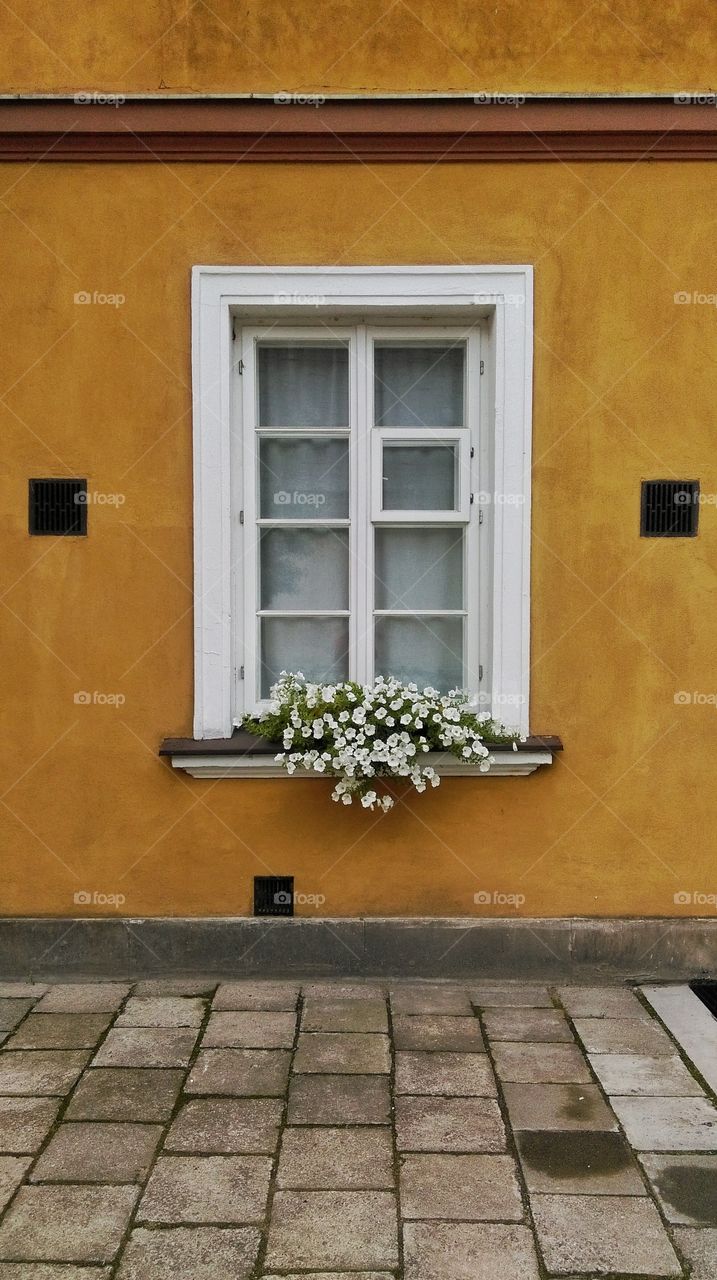 Window with white flowers