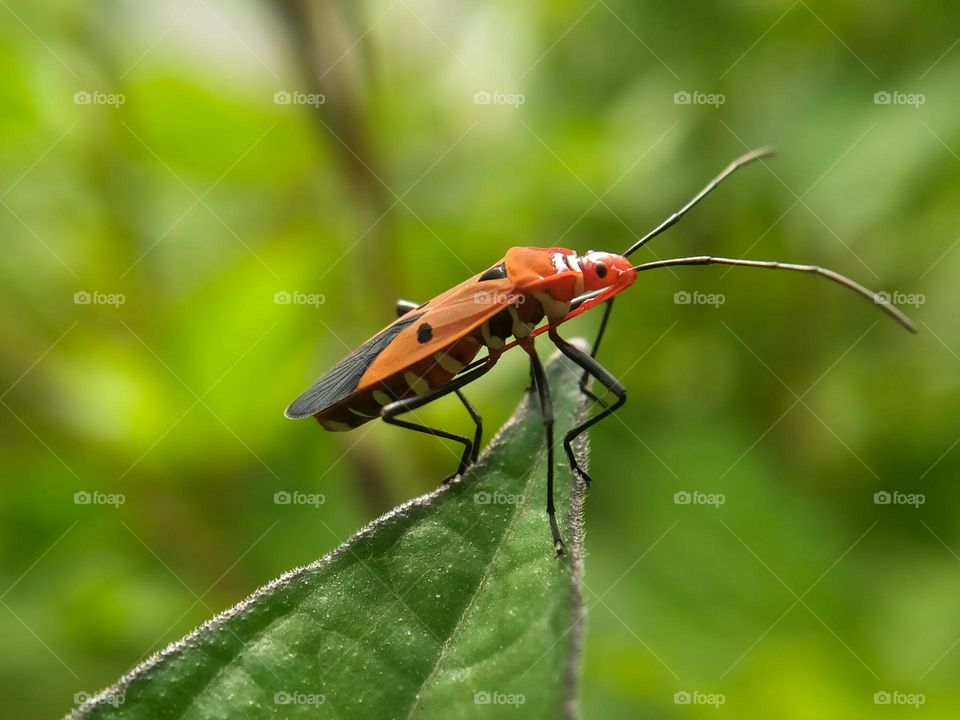 insect closeup - macro photo of insects on a leaf.