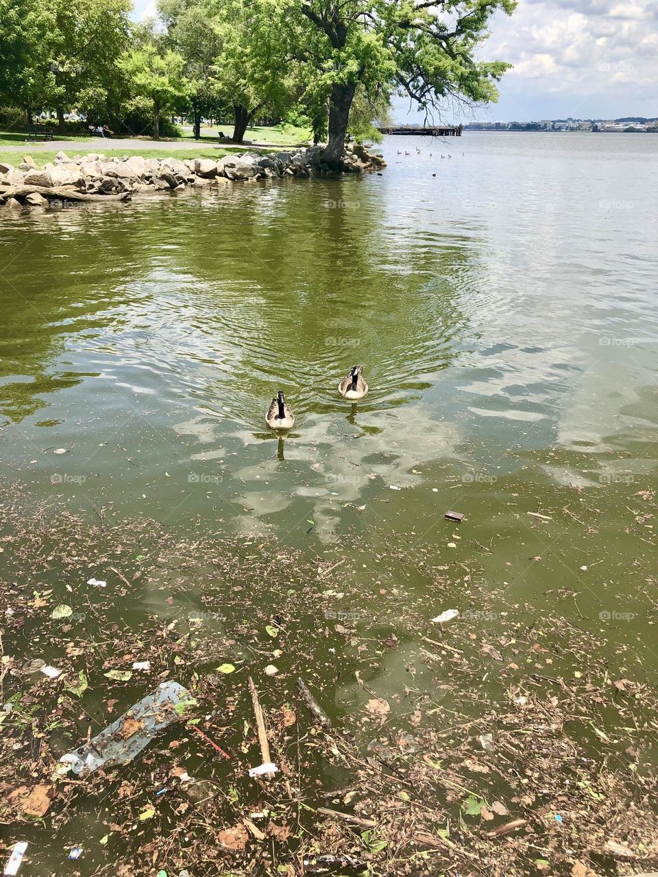 Old Town Akexandria water front / Ducks in the water 💦 🦆