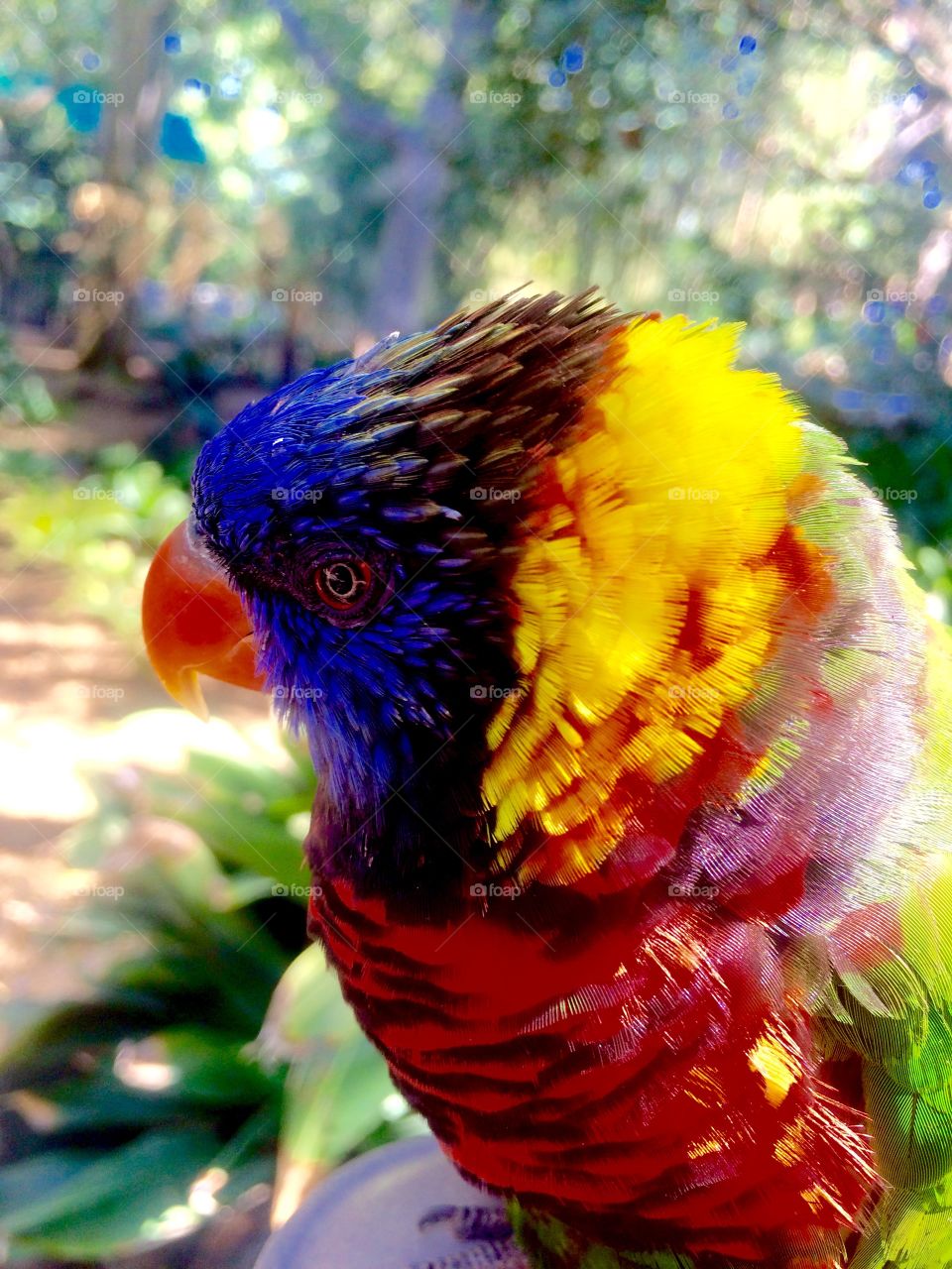 Close-up of a lorikeet parrot