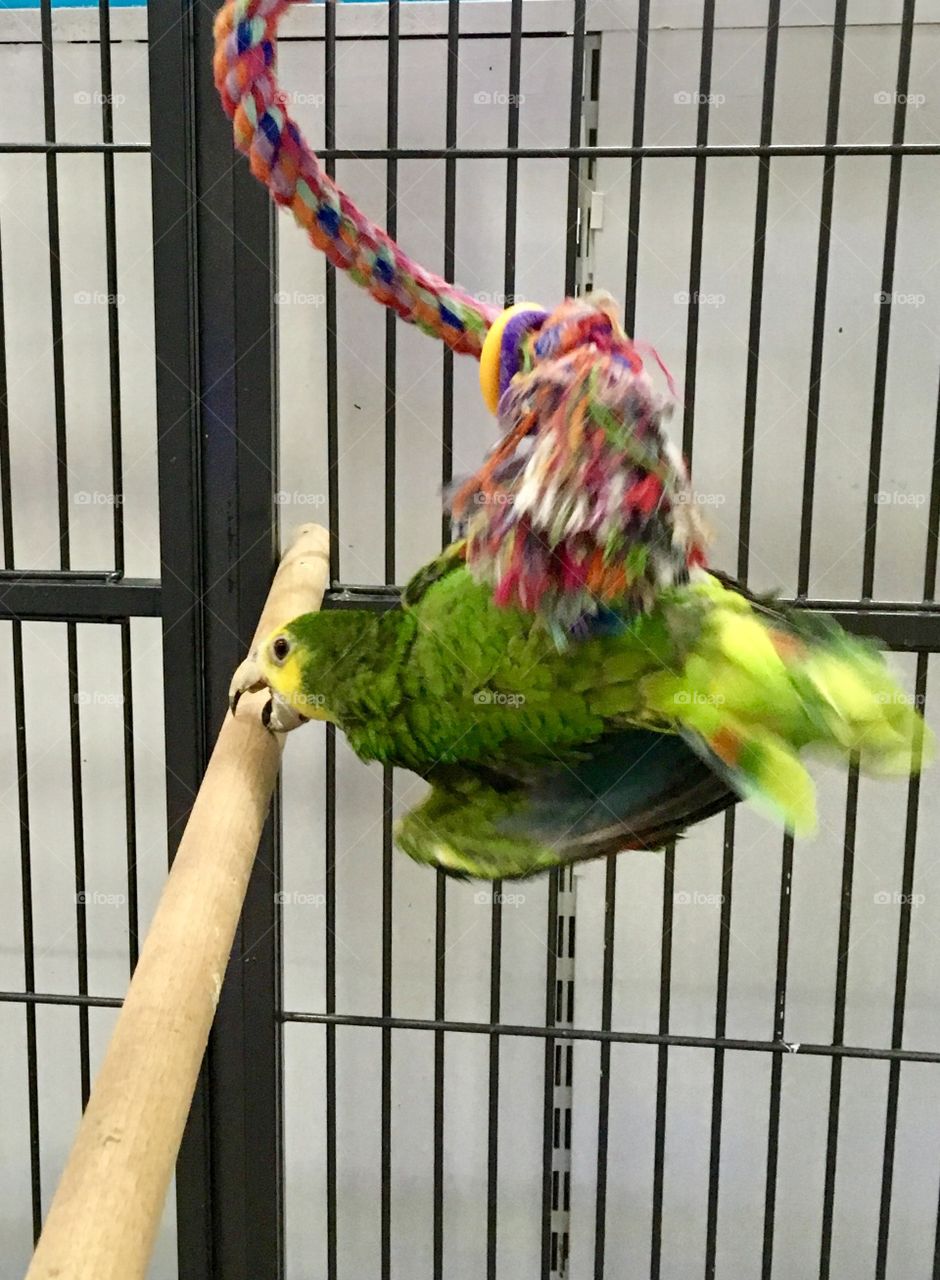 Playing parrot