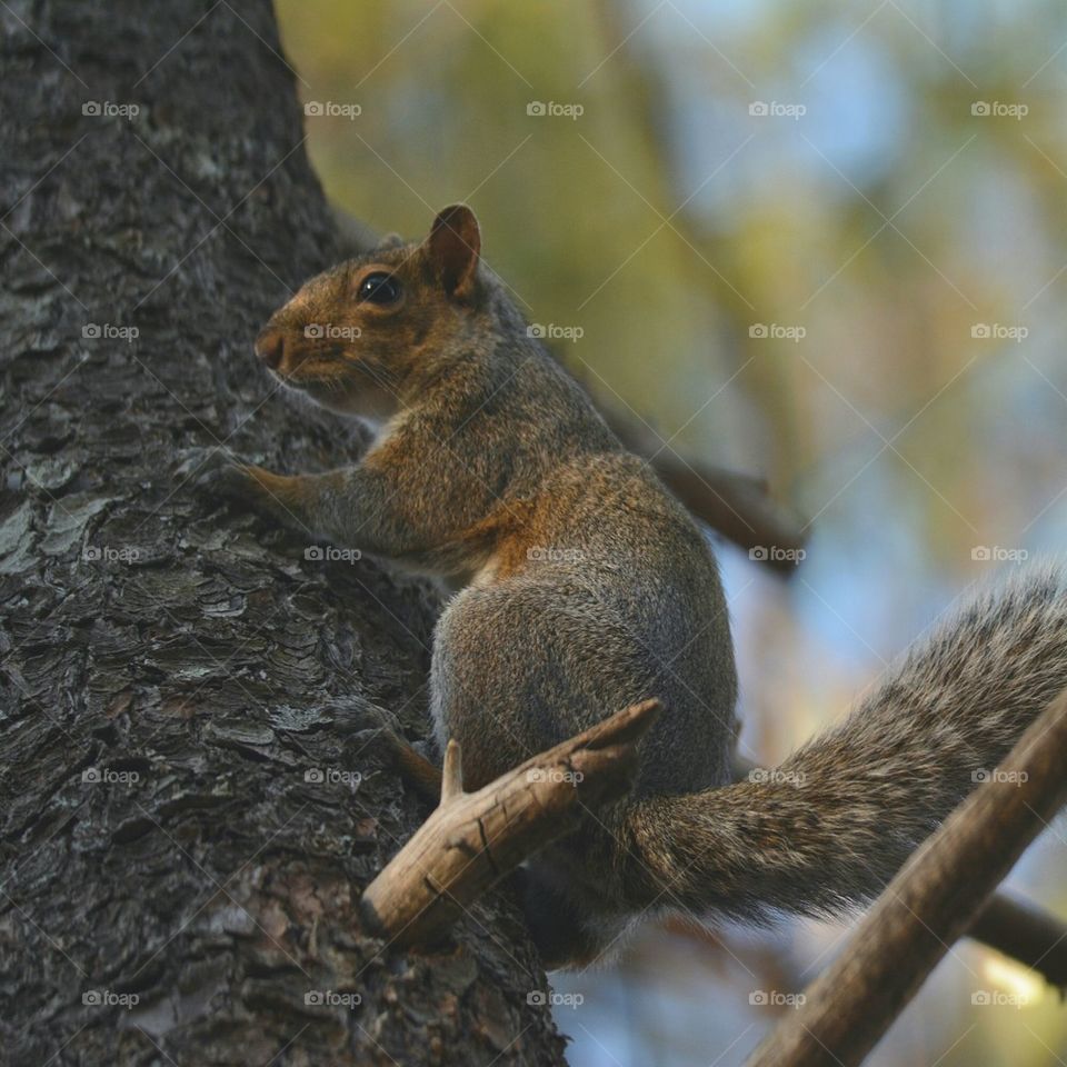 Wild Squirrel on a Tree