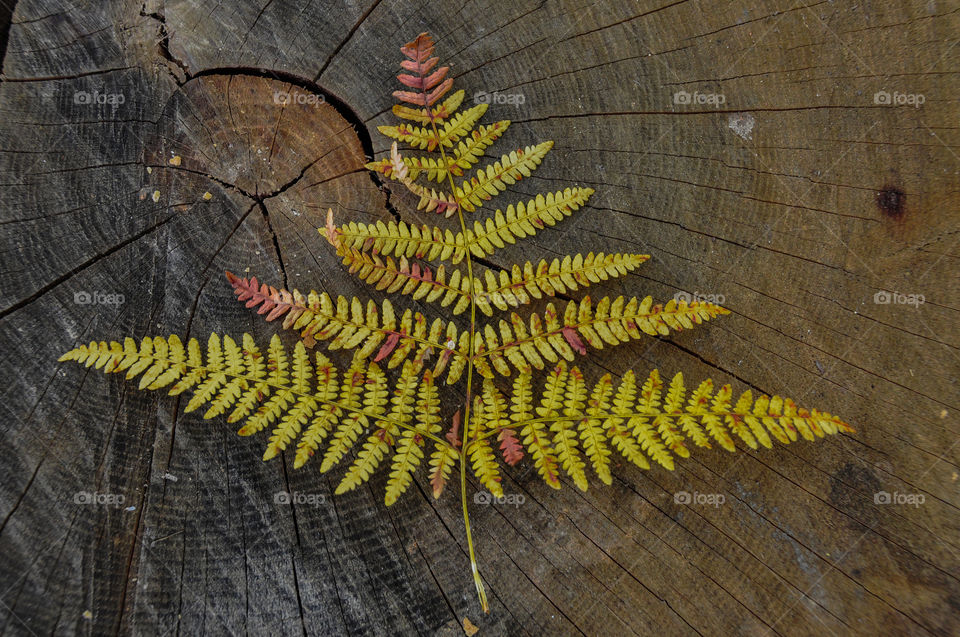 yellow leaf fern on a background of a stump cut