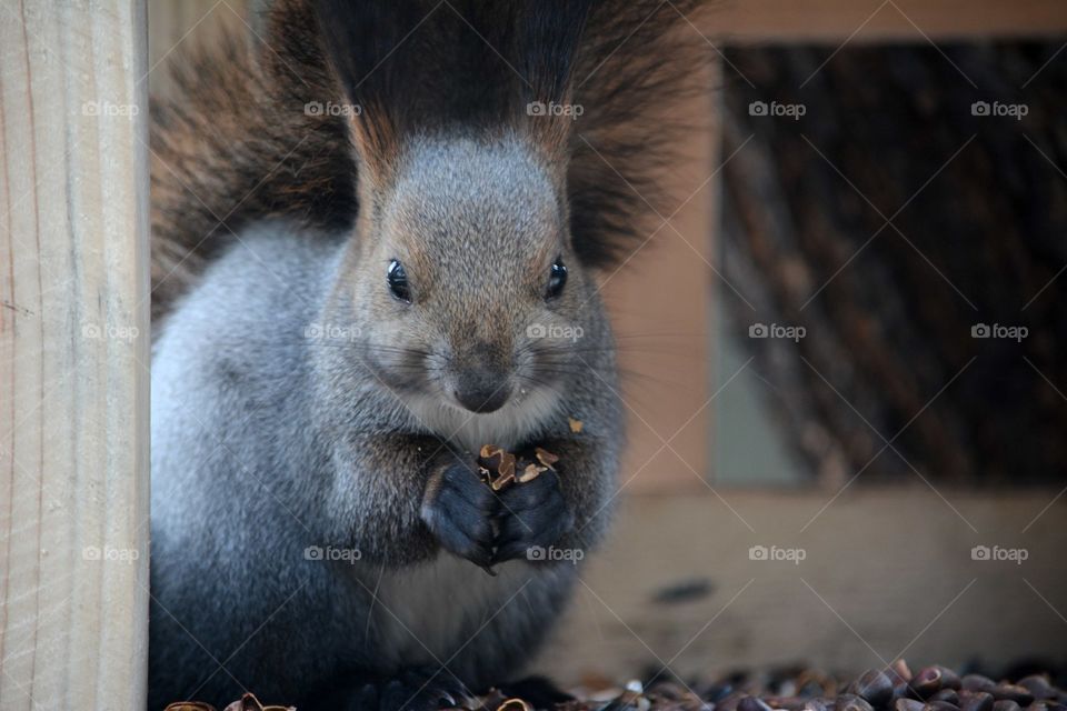 squirrel . little squirrel eats cedar nuts