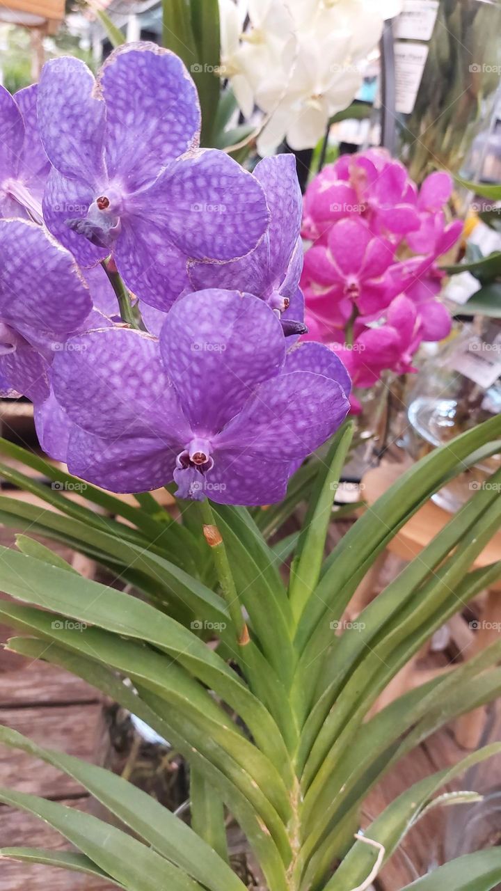 Wanda orchids