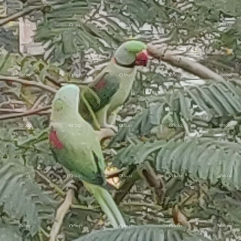 Pair of parrots, green in green, RED Beak, wonderful to see the pair together!!!