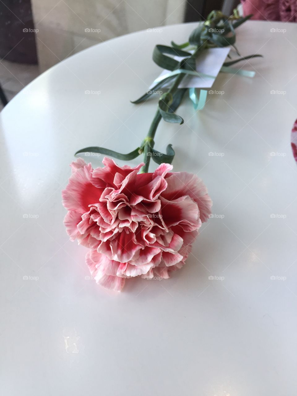 Carnation for mothers day