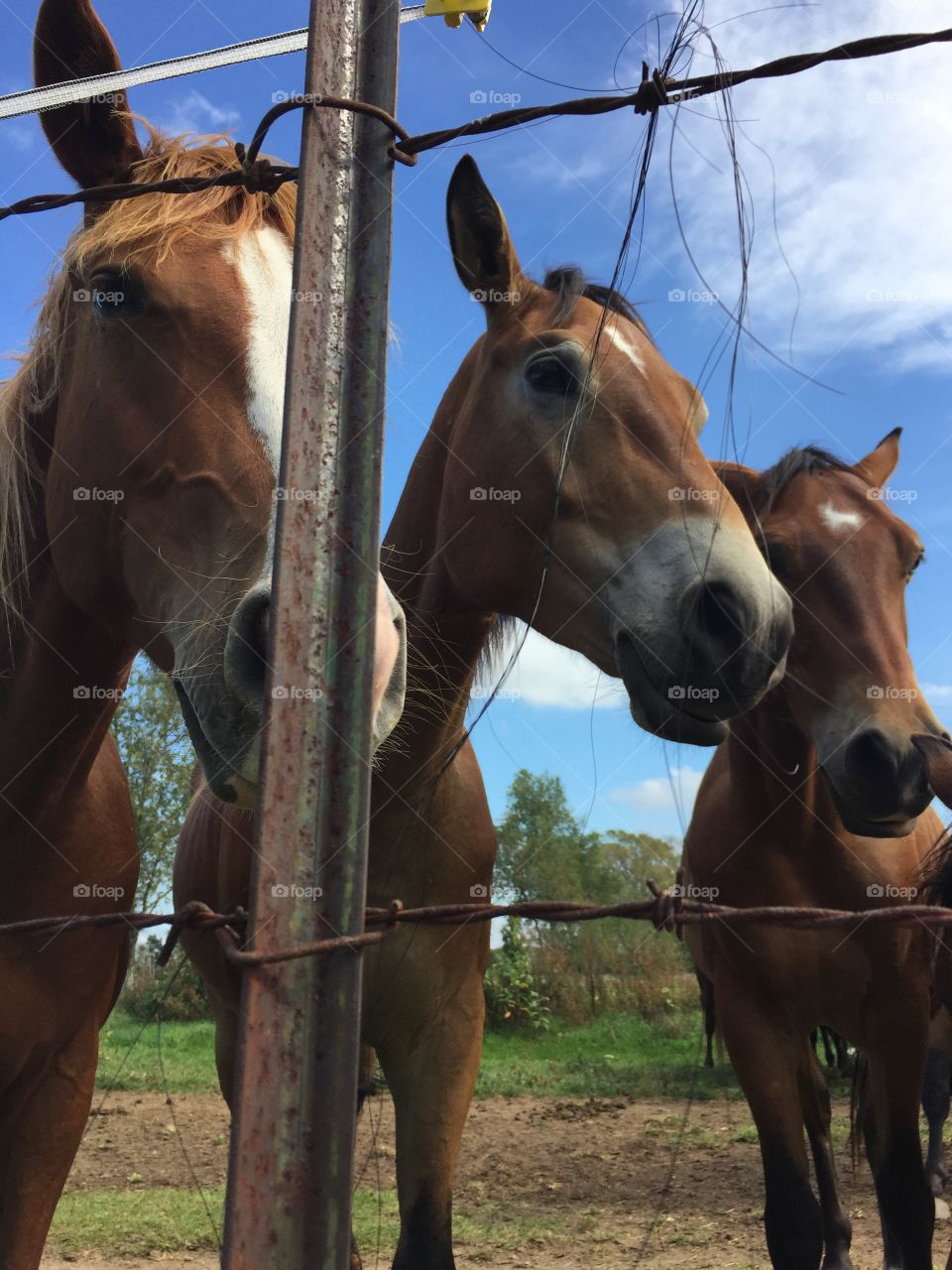 Horses on a ranch. Horses on a ranch