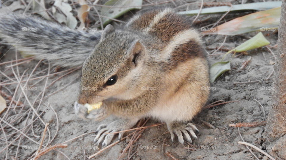Close-up of young squirrel