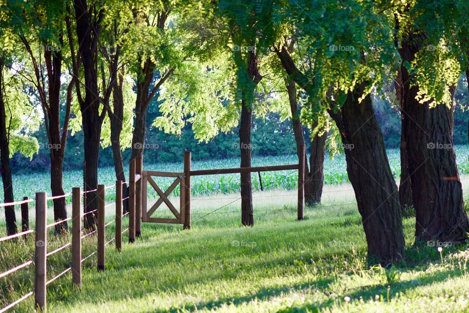 A wire fence with wooden posts and gate under a grove of large leafy trees at the edge of a lawn, blurred cornfield and trees in the background 