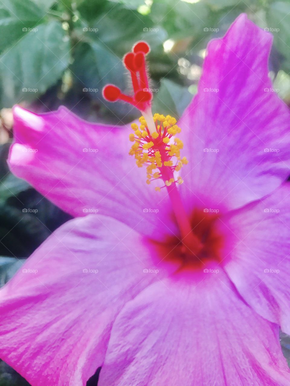 Flower.