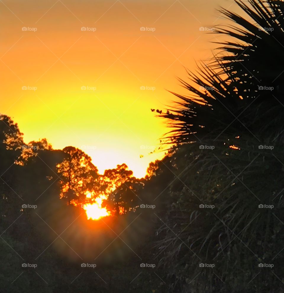Blazing sunset through a tropical forest.