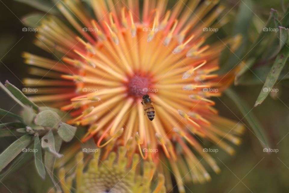 Bee buzzing around a tropical yellow flower