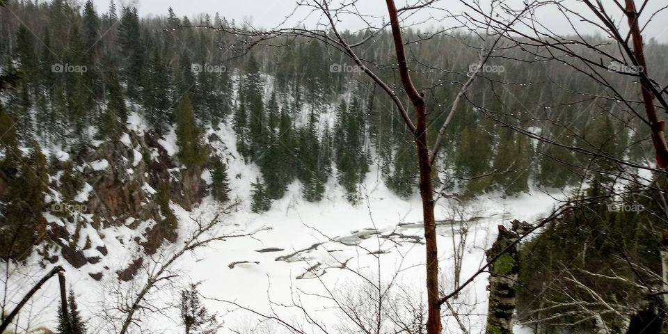 a pine forest along a frozen river