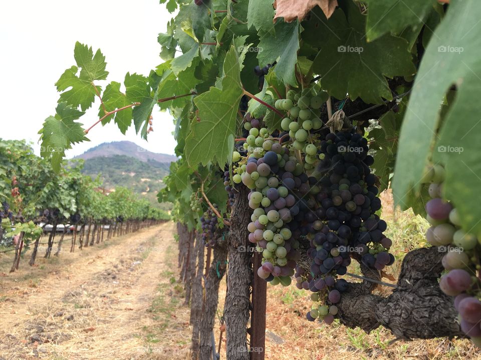 Wine Grapes in Sonoma County
