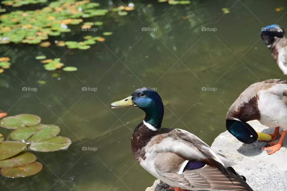 Stockenten am Teich