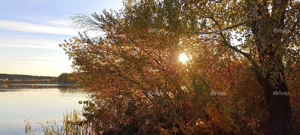 beautiful sunset on a lake shore and golden tree