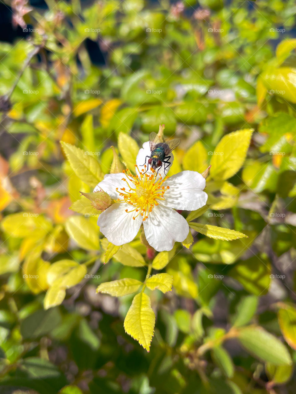 Fly bug plant white flower yellow green leafy leafs colorful flowers floral outdoors nature Garden Bush country