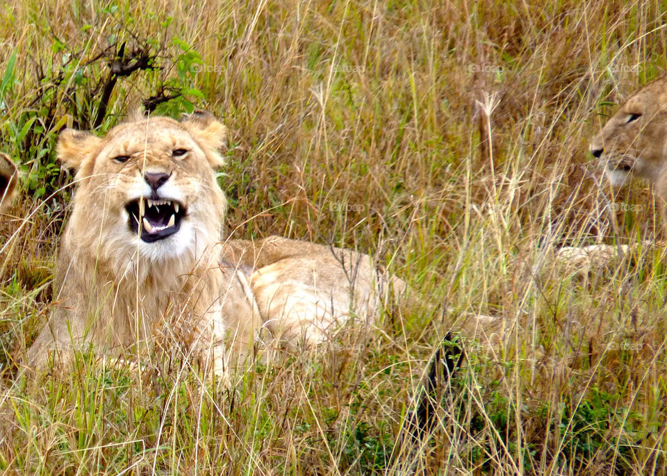 animals lion kenya jungles by trvldeb07