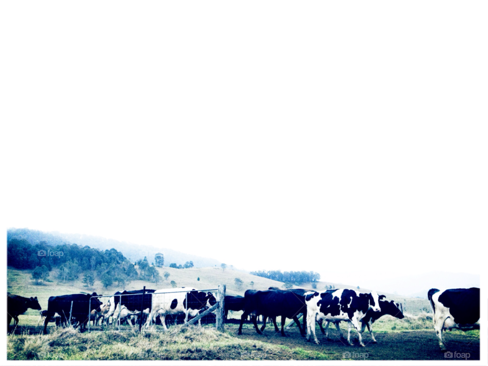 country milk farm farmer by megalopolis321