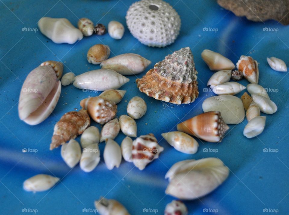 shells on the table in Dominican Republic beach