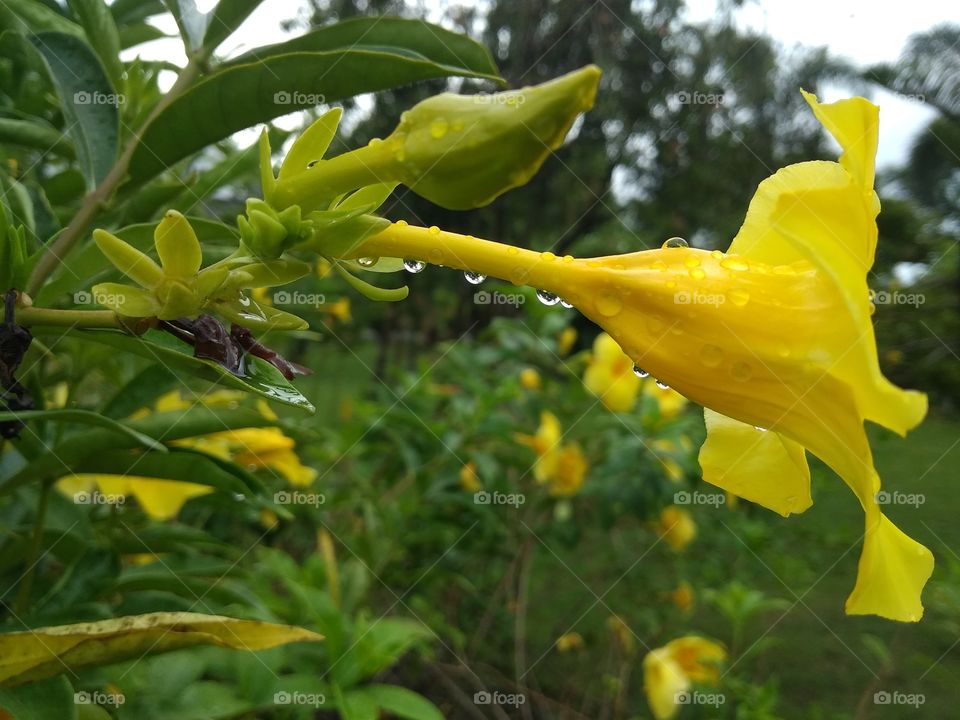 rainy drop on yellow flower