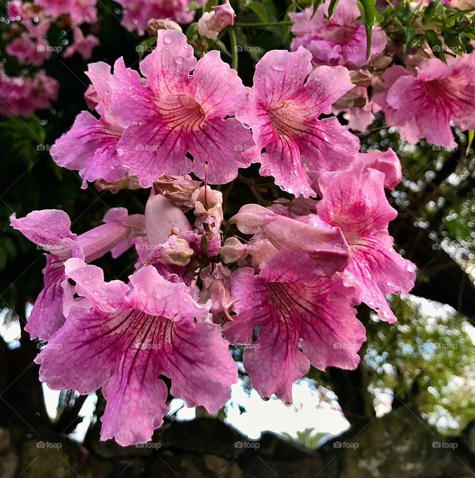 close-up of pink flowers on a spring day