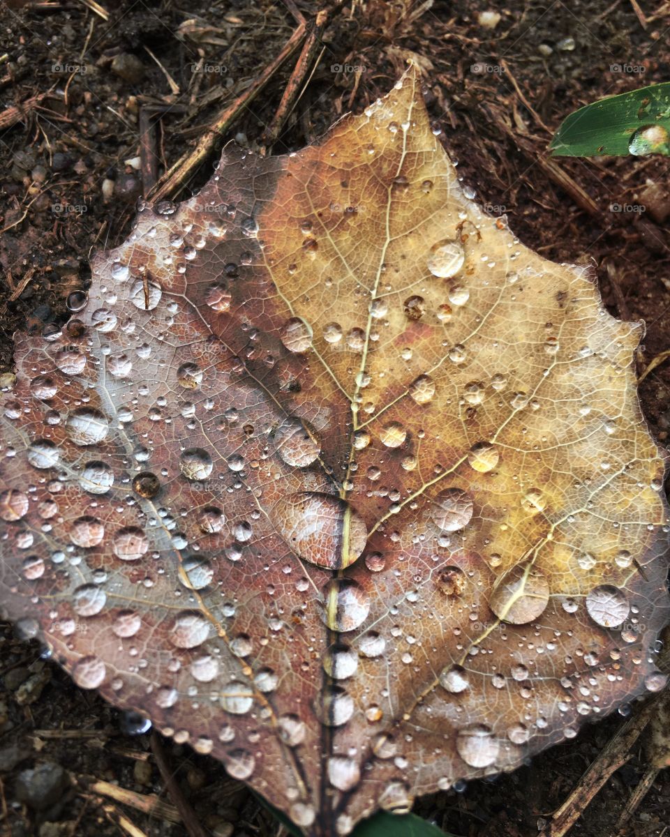 Water drops  on leaf