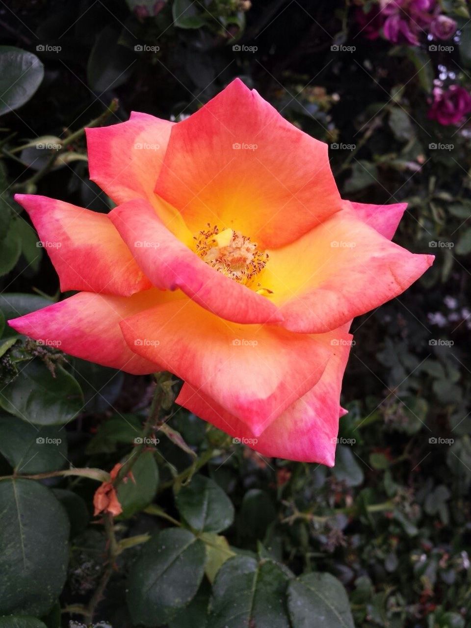 Pink & Orange Rose