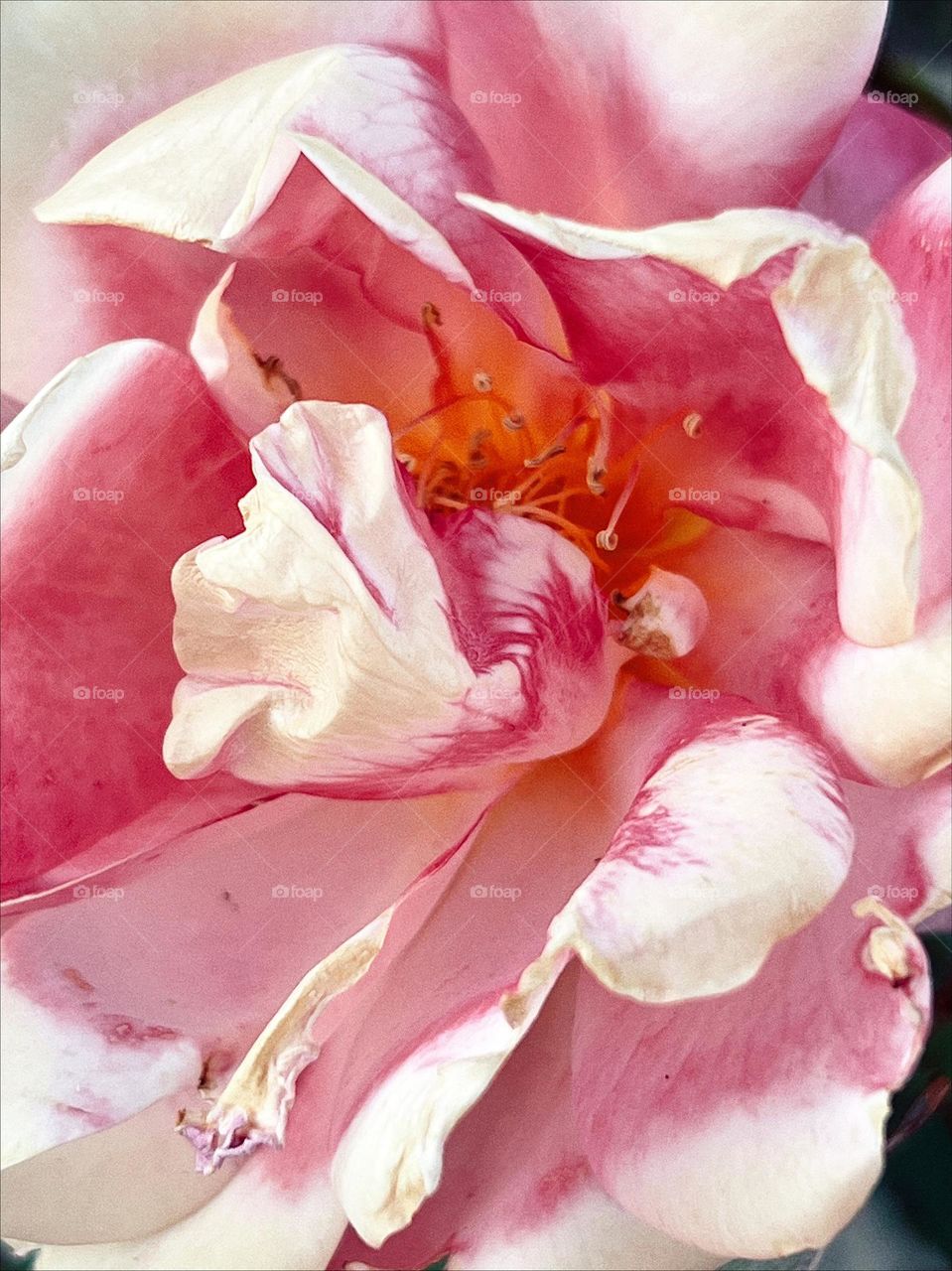 Pink rose flower macro