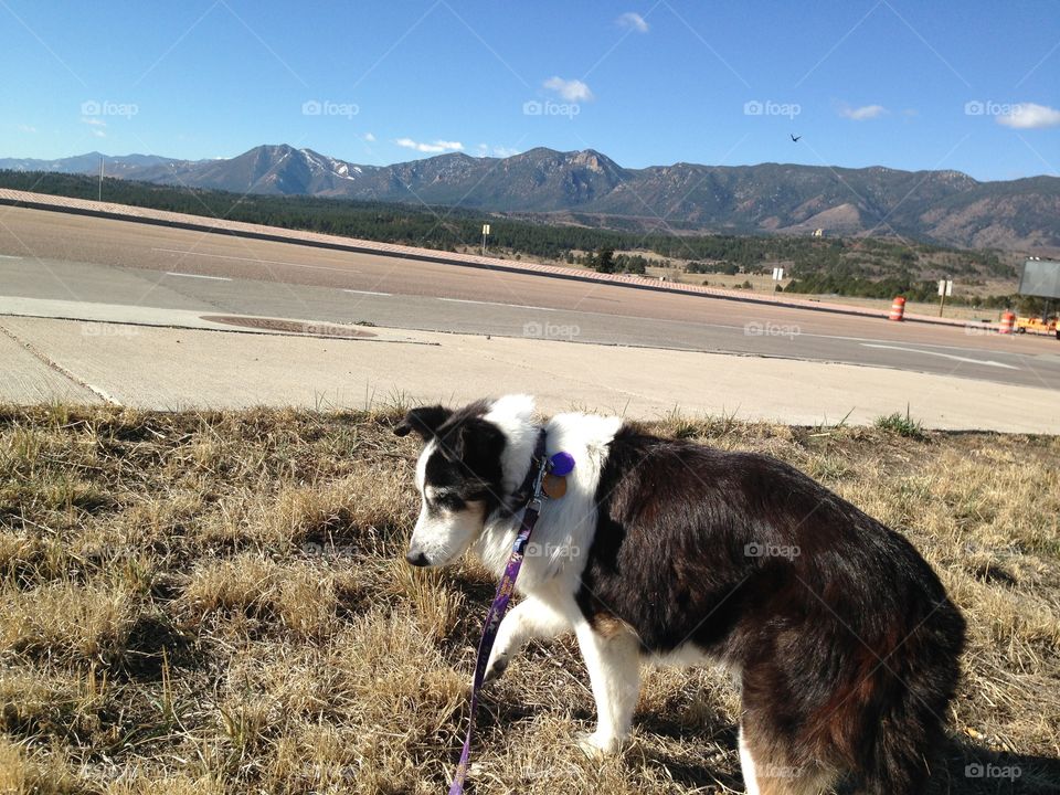 Colorado Mountains and Dog