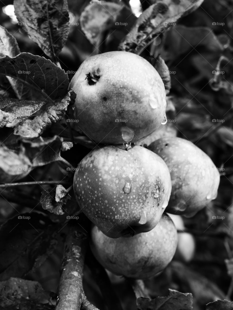 Crab apples in black and white