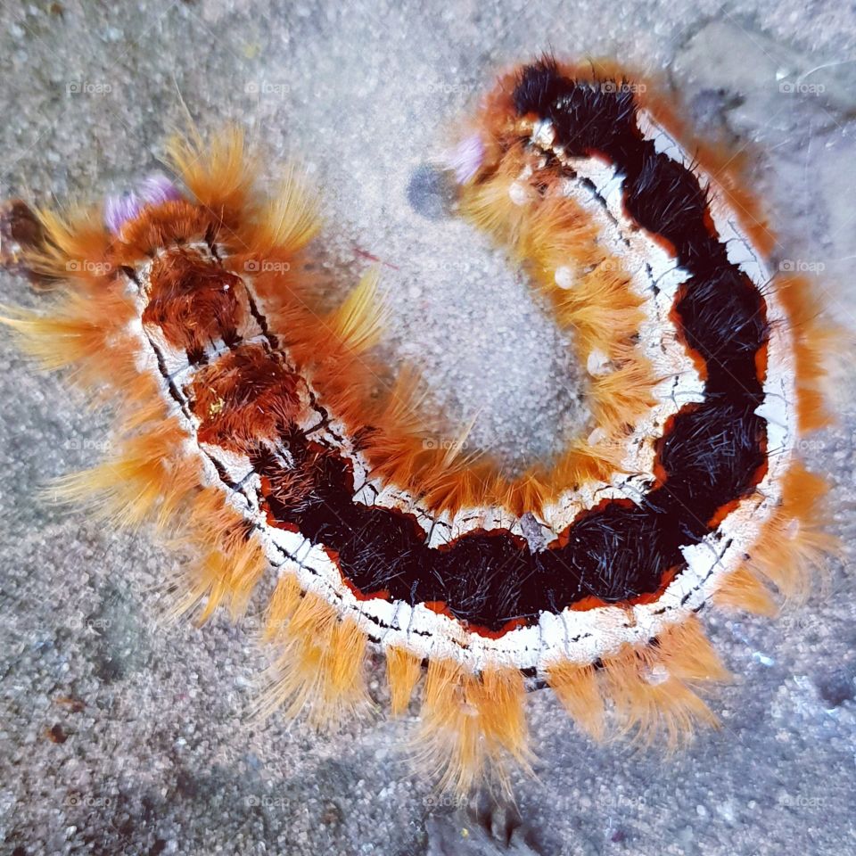 Semi circle fire worm