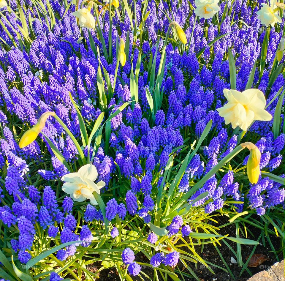 Beautiful Flowers