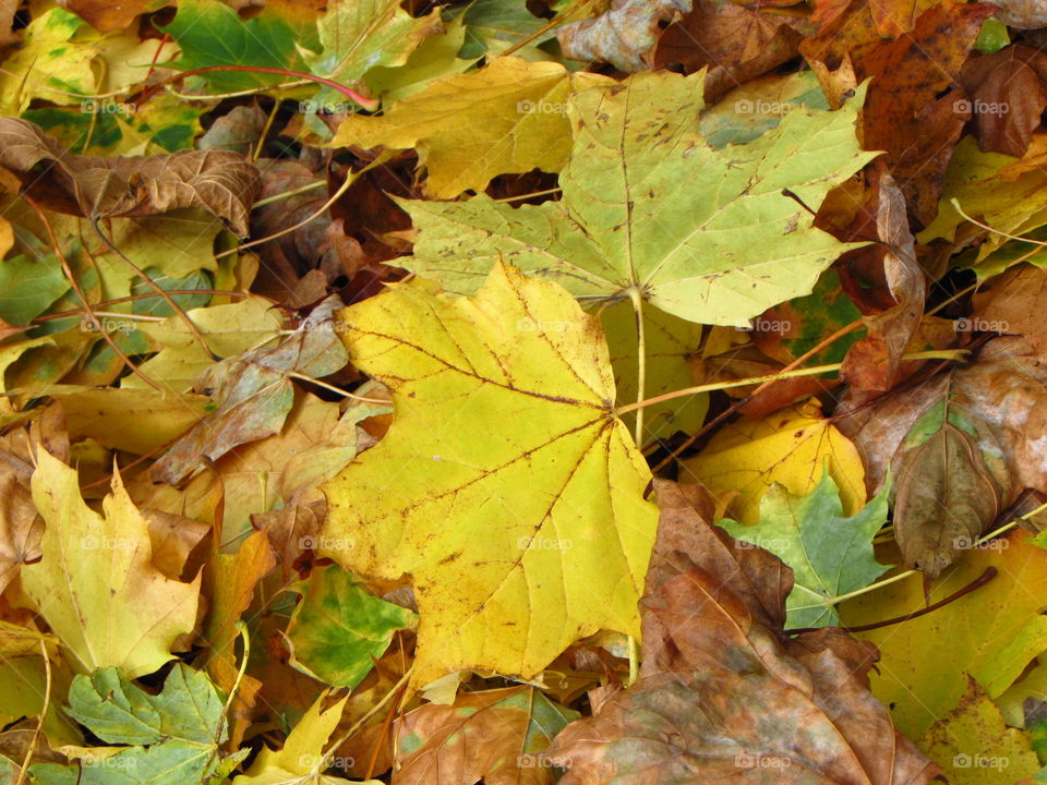 the well defined veins of maple leaves