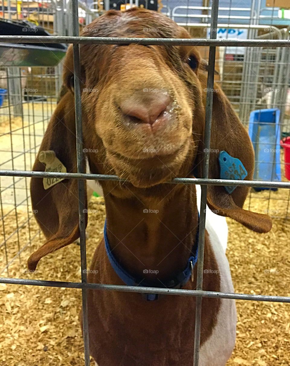 Hello, Billy!. A cute little goat looking at the camera. 