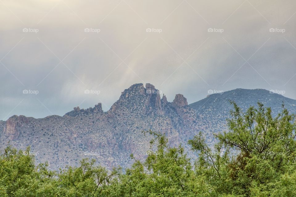 trees and the mountain