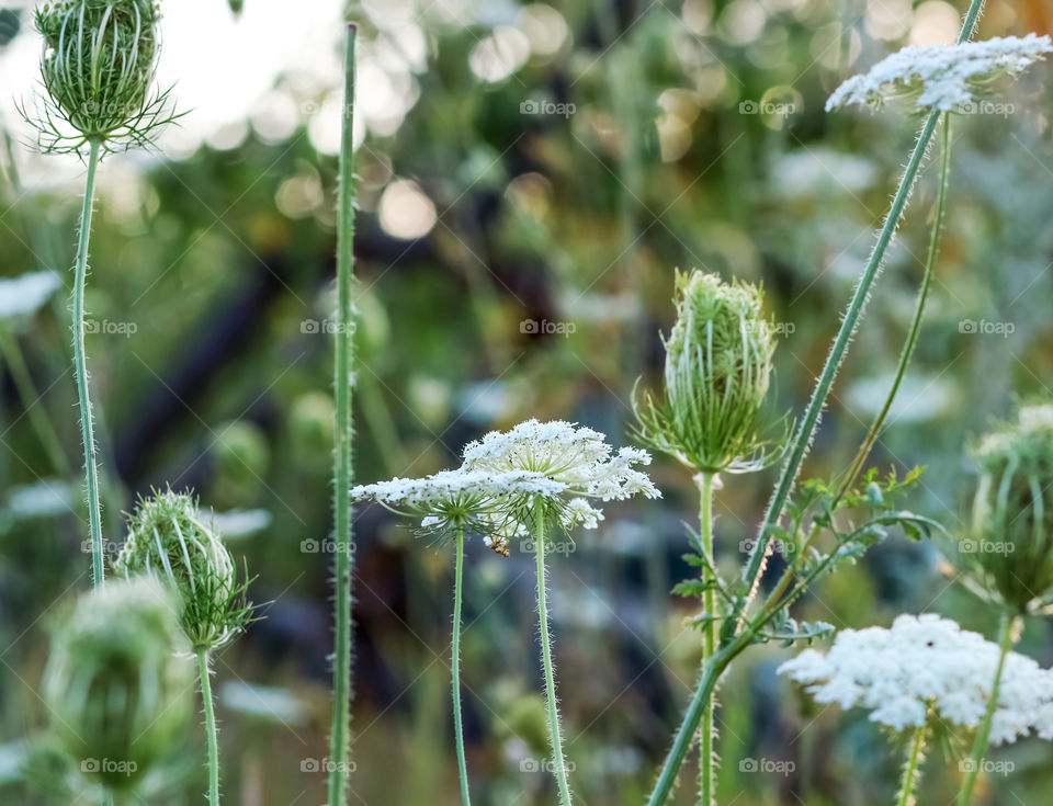 Plants in the meadow.