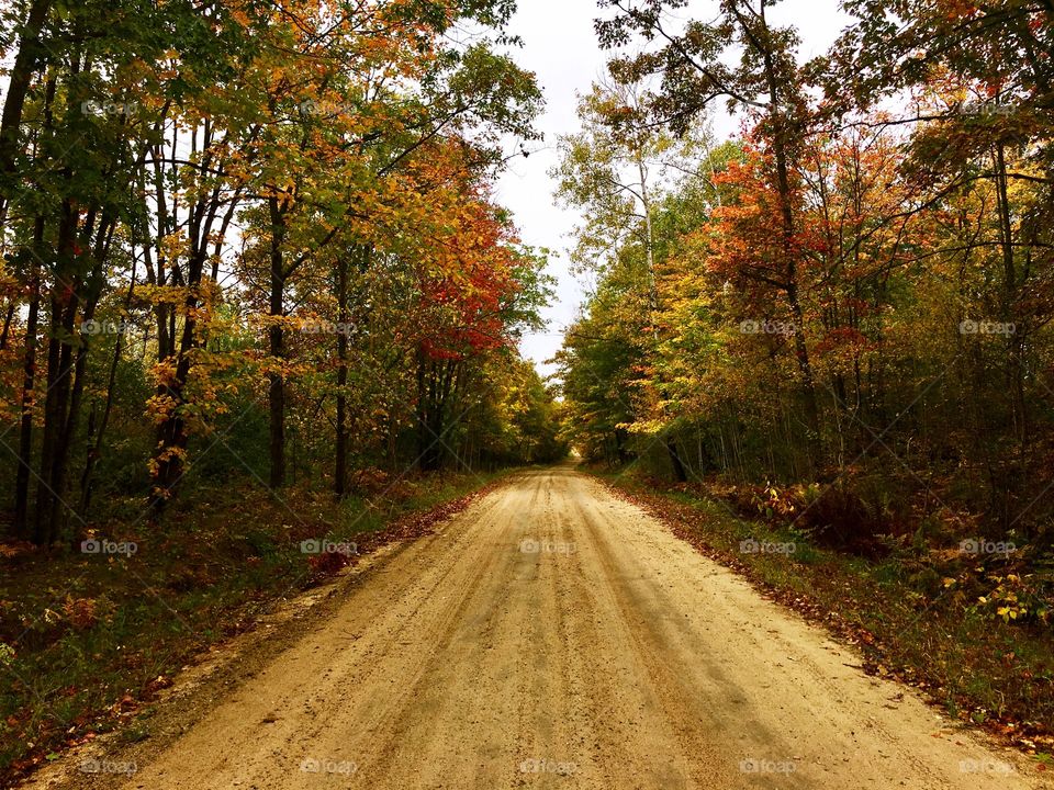 Empty path through, forest